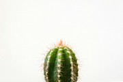 Specii de cactus