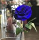 Trandafir albastru criogenat in cupola aurie