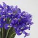 Buchet iris violet p2