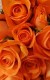 Buchet 25 trandafiri portocalii