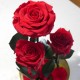 Trandafiri rosii criogenati in cupola